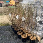 Drieň japonský (Cornus kousa) ´MILKY WAY´ – výška 100–120 cm, kont. C7L